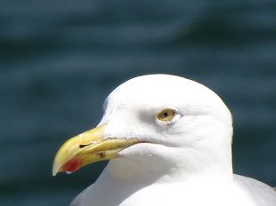 Tête de Goéland argente